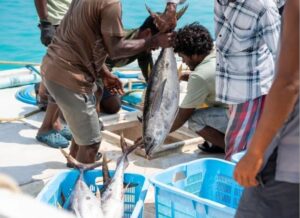 MIFCO raises fish purchase price to MVR 22 for fourth time in three months